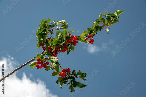 The fruit of the cherry tree among its leaves