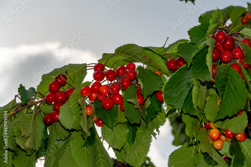 The fruit of the cherry tree among its leaves