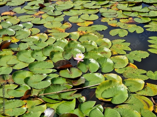 water lilies on a pond in a Polish park