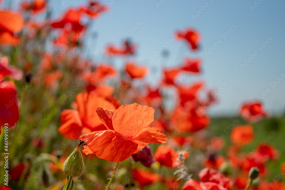 Fototapeta premium field with blooming red poppies