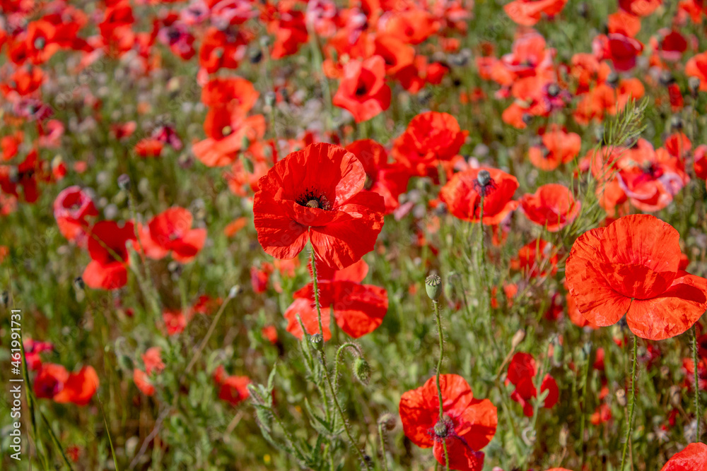 field with blooming red poppies