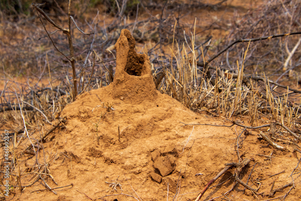 Obraz premium Eroded termite mound isolated in the African bush