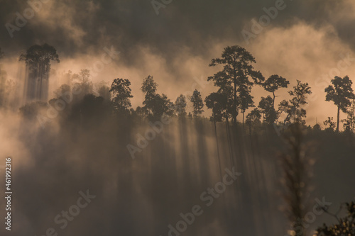 light shining through the morning mist