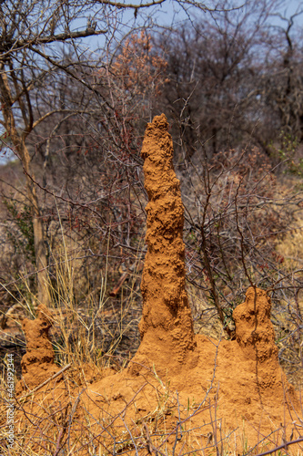 Eroded termite mound isolated in the African bush photo