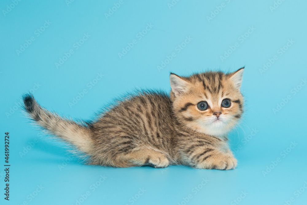 Scottish kitten sits on a blue background