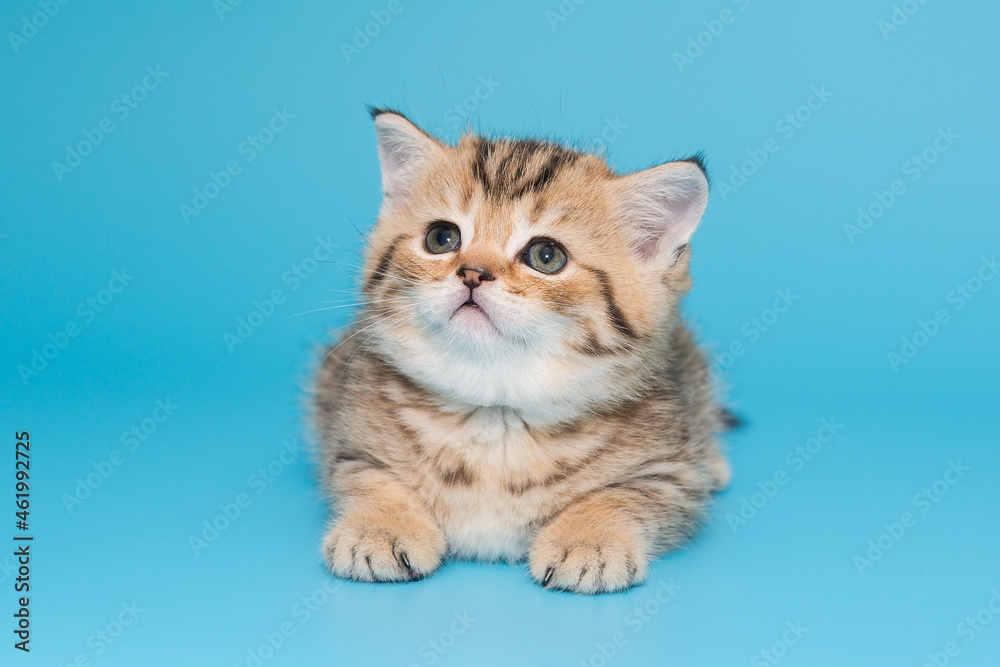 Obraz premium Scottish kitten sits on a blue background