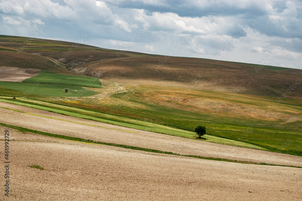 Obraz premium Fields planted with wheat