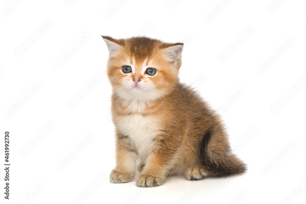 Small Scottish kitten of golden color