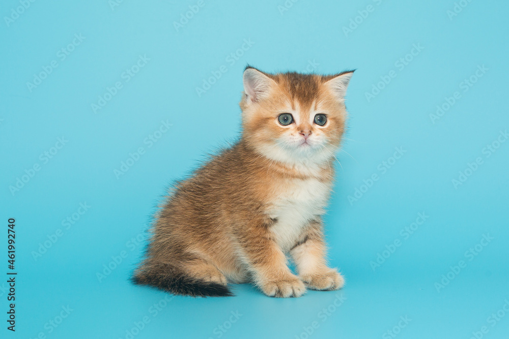 Small, beautiful, Scottish kitten. Small, beautiful, Scottish kitten.