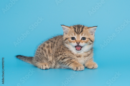 Fototapeta Naklejka Na Ścianę i Meble -  Funny Scottish kitten meows loudly