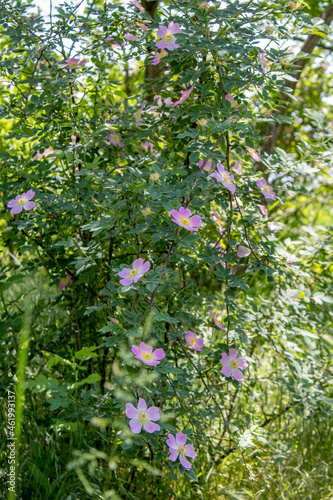 Fototapeta Naklejka Na Ścianę i Meble -  Blooming pink rose bush in spring