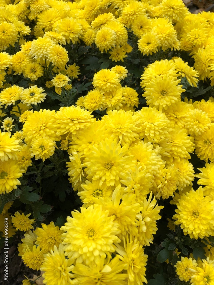 yellow chrysanthemum flowers