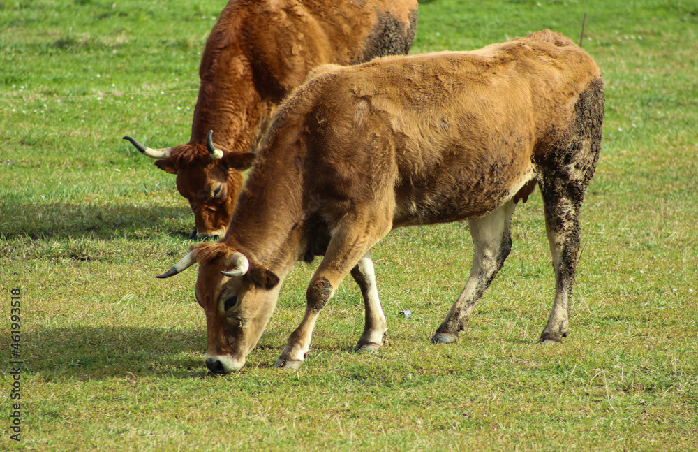 Fototapeta premium cow and calf