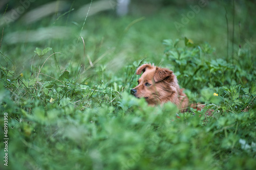 Hund versteckt sich auf der Weide im Gras © Foto & Freizeit