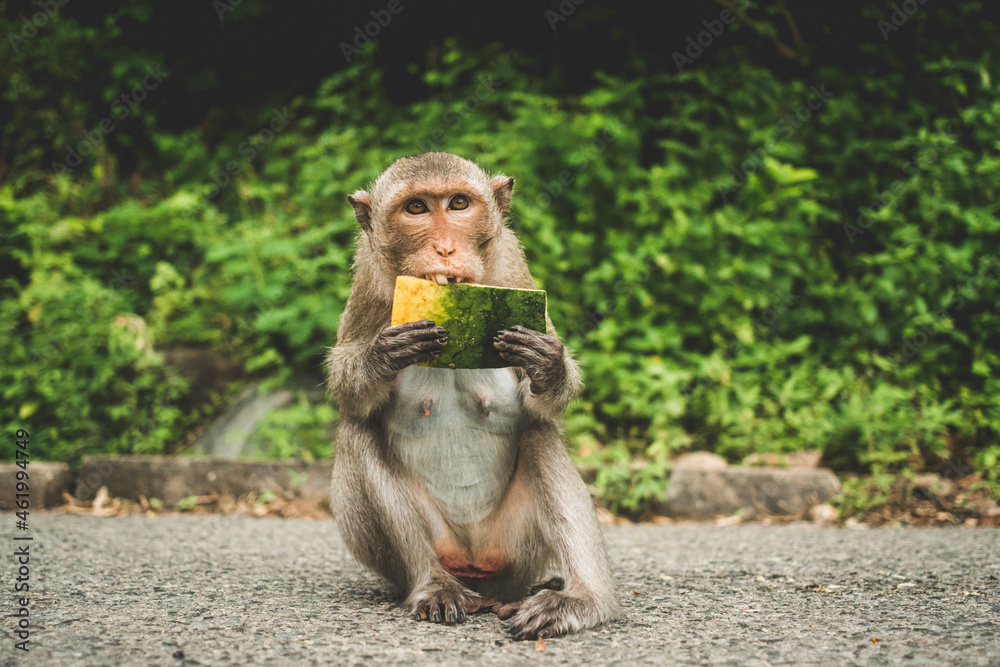 Fototapeta premium Monkeys on The Big Mountain, Vung Tau city, Vietnam