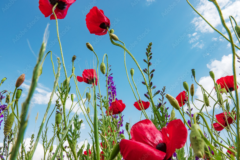 Obraz premium Weasel photos from natural environments