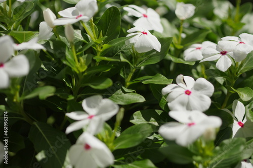 花びらの中心が赤いニチニチソウ
