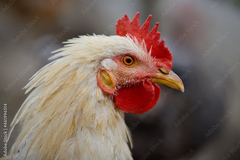 White cock, poultry farm. Side view on black background. Close up. Profile portrait of an adult rooster. A beautiful white cock with a red crest. The head of a rooster-chicken close-up.