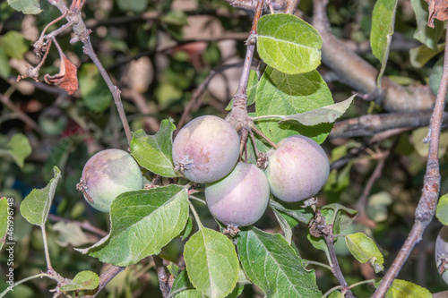 Photo of apple among the leaves on the tree