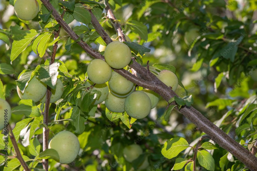 photo of green plum among leaves photo of green plum among leaves