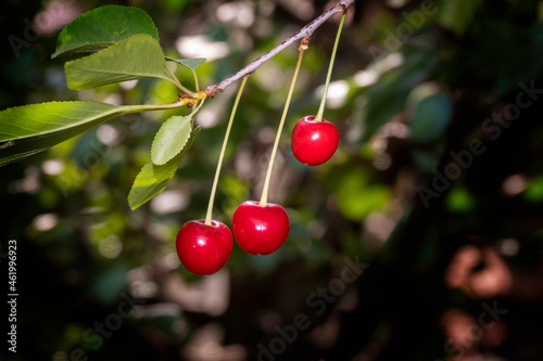 The fruit of the cherry tree among its leaves photo