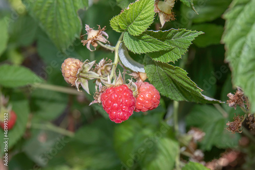 A fresh blackberry on the branch of the tree