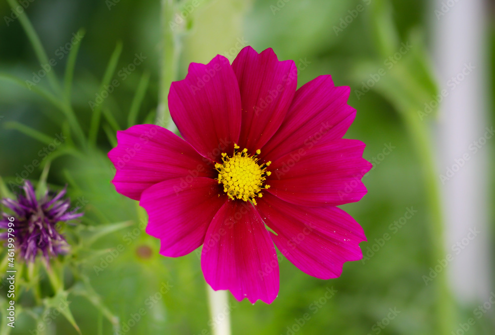 Die Blüte einer Cosmea, Asteraceae mit ihren herrlichen roten Blütenblättern.
Die Blüte einer Cosmea, Asteraceae mit ihren herrlichen roten Blütenblättern.
