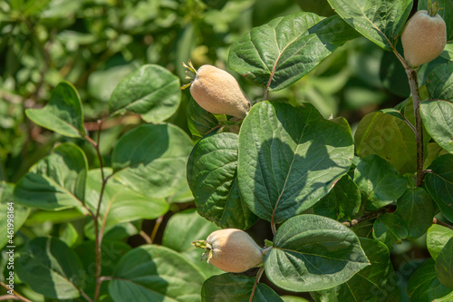Photo of quince among the leaves on the tree