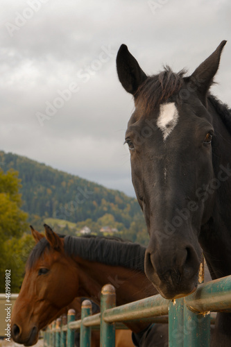 Portrait of a beautiful horse at the farm. © mar1sha