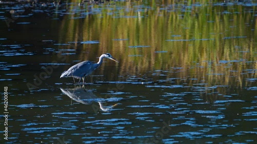  Grey heron (Ardea cinerea). Salburua Wetland in the Vitoria Green Belt. Alava. Basque Country. Cantabria, Spain, Europe photo