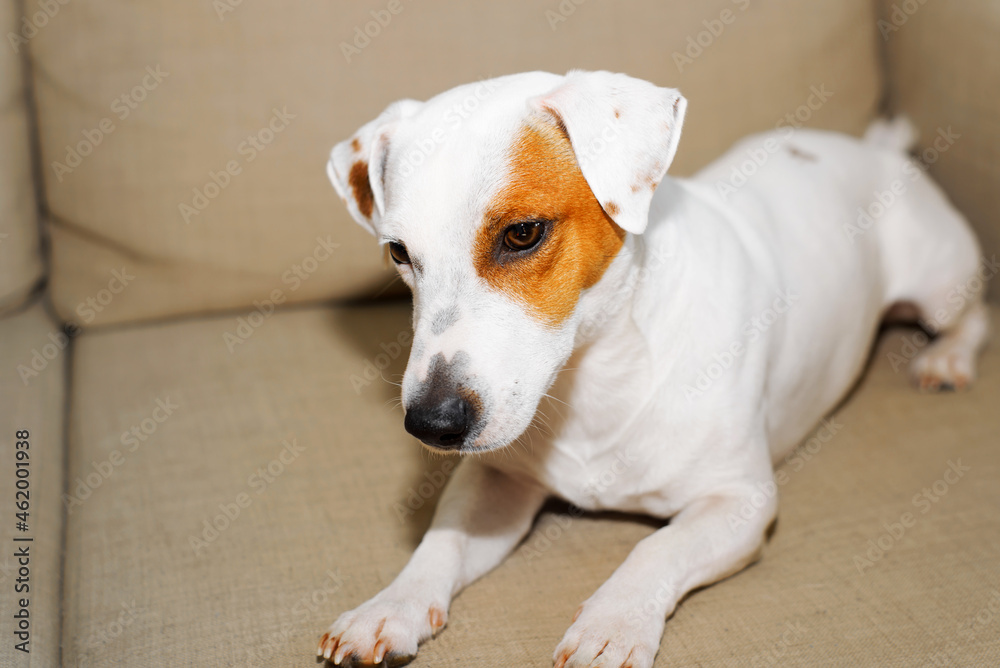Portrait of cute short-haired Jack Russell terrier lying resting on sofa indoors. Parody purebred beautiful dog looking down, close-up