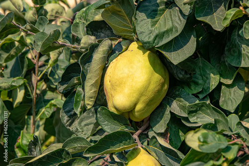Photo of quince among the leaves on the tree