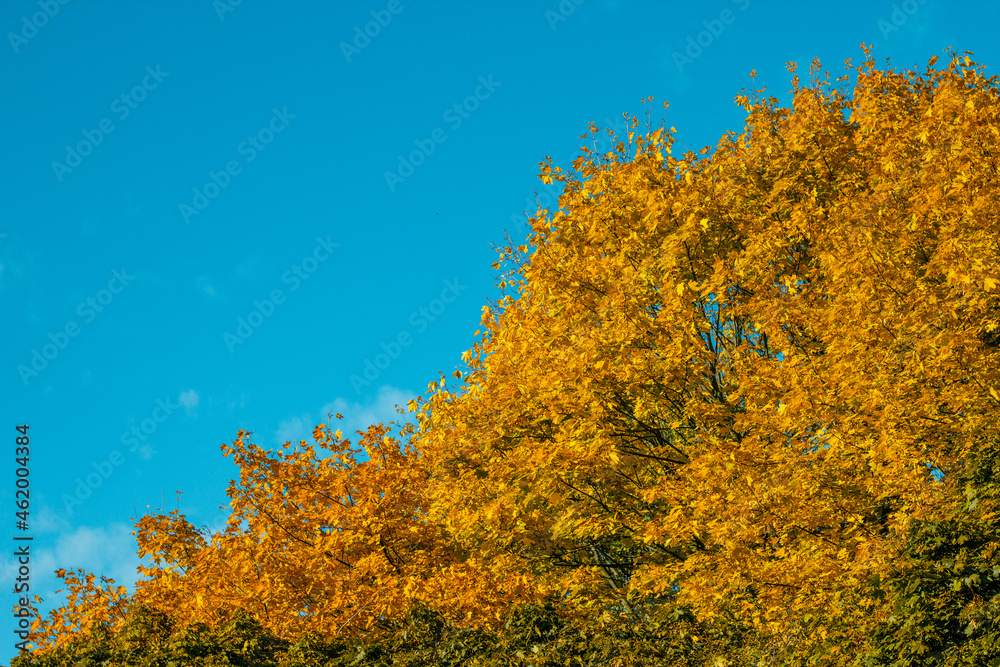 Autumn yellow tops of trees against the sky