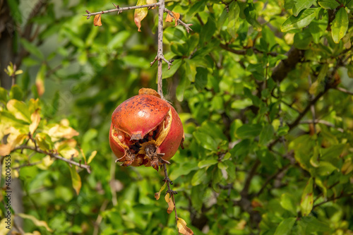 Diseased pomegranate fruit on the tree