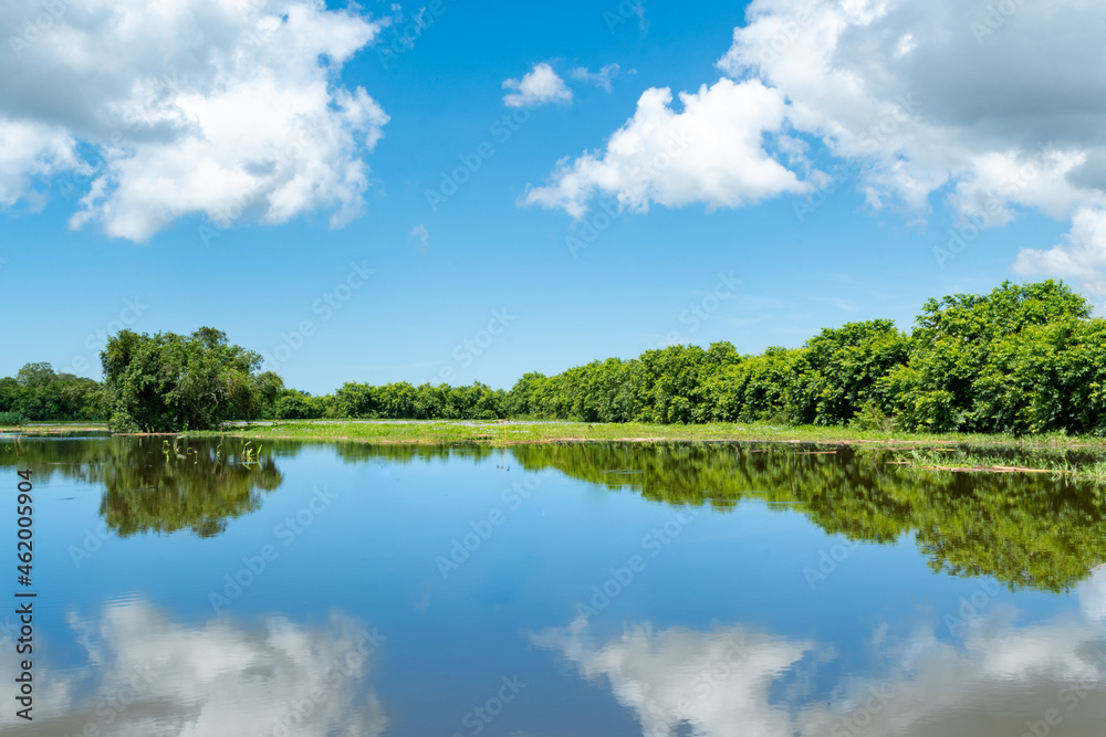 Beautiful landscape of tropical foliage reflected into the waters of flooded agricultural land on the island of Trinidad in the Caribbean.