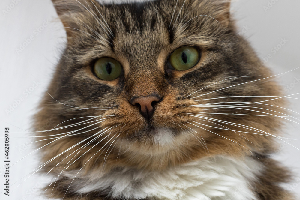 Fototapeta premium Brown, red, white and striped cat close-up. She has green eyes and a long mustache.