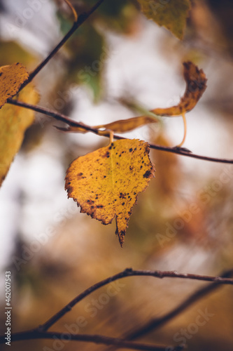 Detail of the autumn colours in the morning light. An orange leaf being eaten by some bacteria. Scandinavian autumn in an orange-yellow hue of colors.