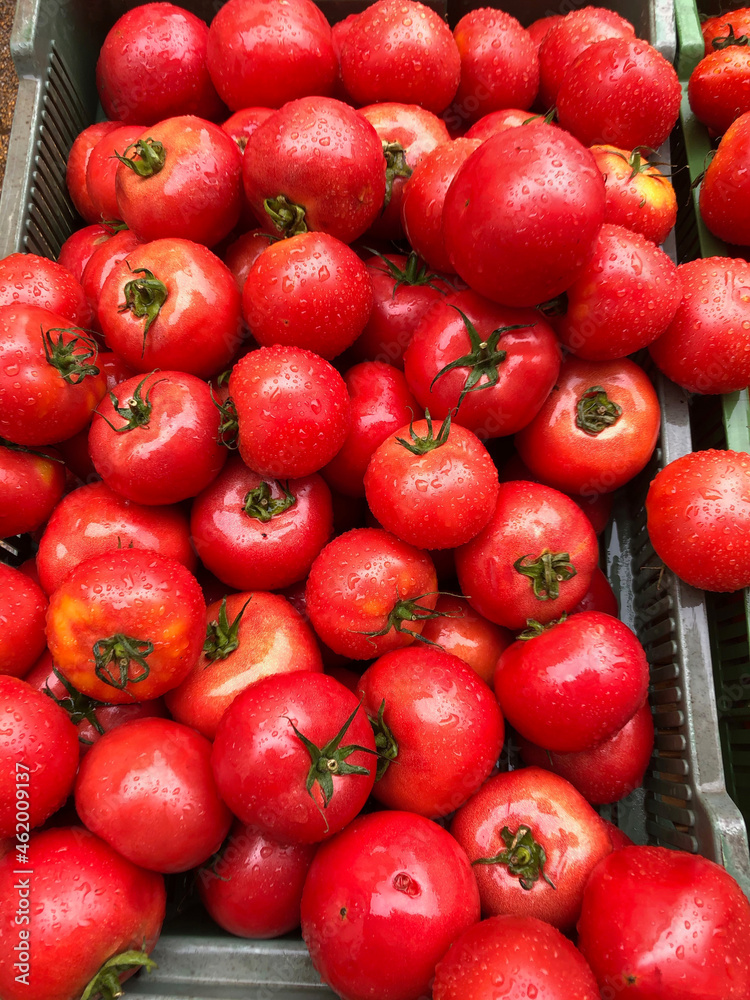 Tray full of ripe round tomatoes Tray full of ripe round tomatoes