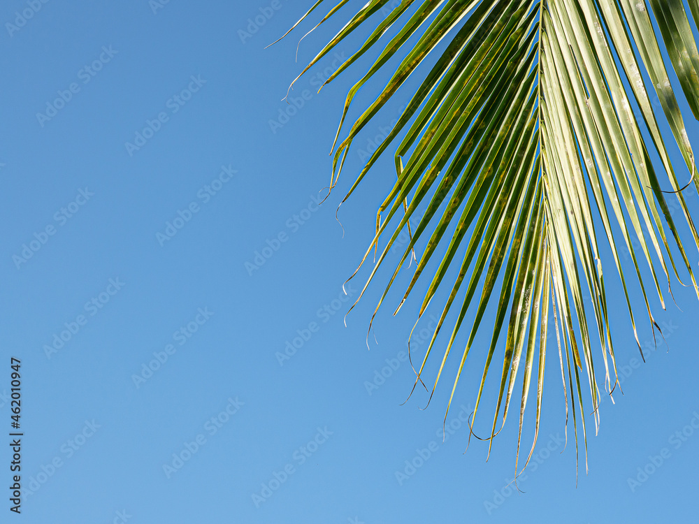 Obraz premium Green coconut leaves with blue sky. Coconut palm tree beautiful tropical background
