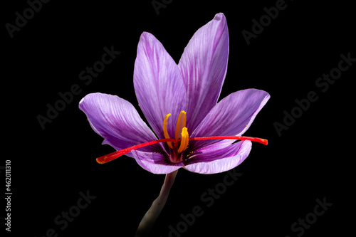 Saffron photos from natural environments
