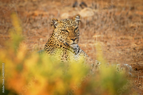 Leopard - Panthera pardus, big spotted yellow cat in Africa, genus Panthera cat family Felidae, sunset or sunrise portrait in the bush next to the dusty road in Africa, lying a nd resting © phototrip.cz