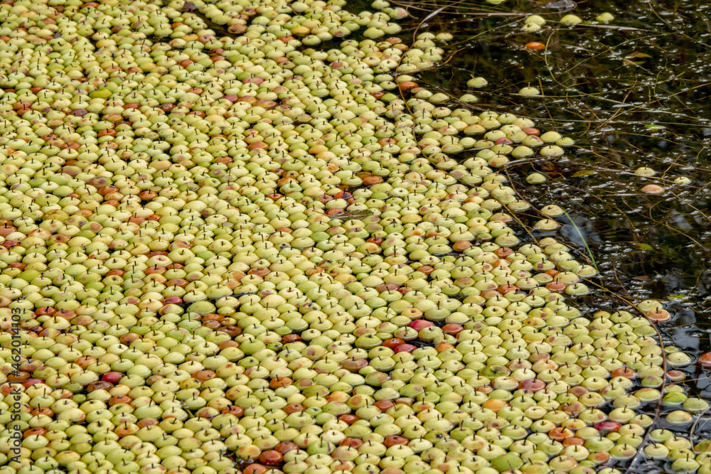 Apples are cleaned in the lake