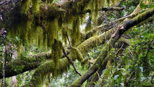 The evergreen cloud forest Garajonay with its incomparable atmosphere inspires in the heart of the Canary Island of La Gomera with the highest mountain Alto de Garajonay. 