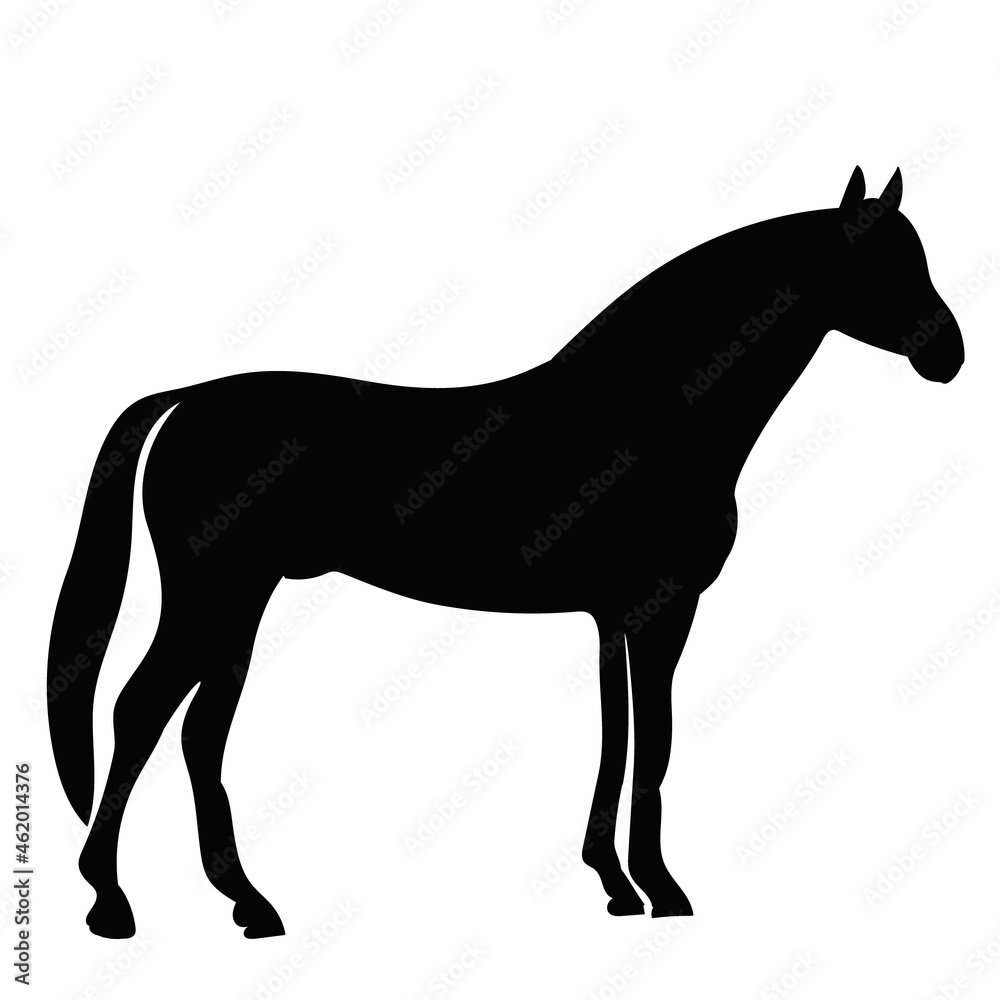 black horse silhouette, isolated on white background