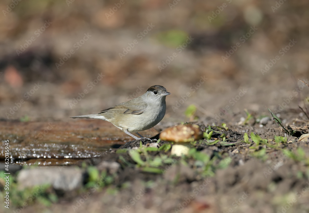 The Eurasian blackcap (Sylvia atricapilla) male and female are close-ups on black elderberry bushes and near the water in soft morning light. The Eurasian blackcap (Sylvia atricapilla) male and female are close-ups on black elderberry bushes and near the water in soft morning light.