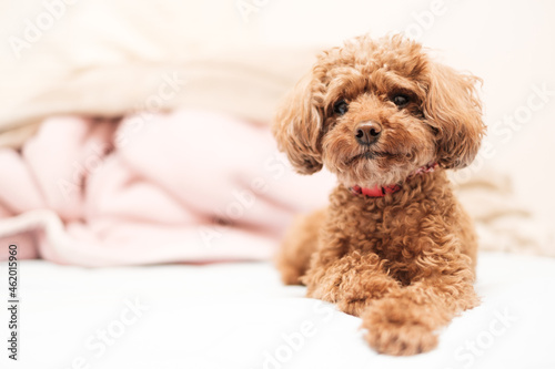 茶色い小さいトイプードル Brown little toy poodle