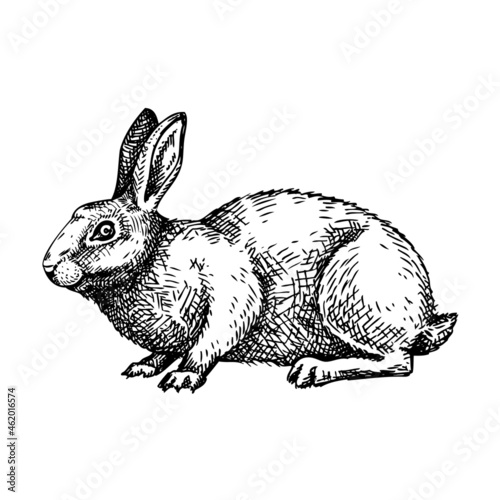 Hand-sketched bunny vector illustration.  Cute farm rabbit hand-drawing.  Vintage alpaca sketch on white background. 