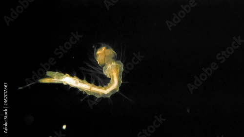 Anopheles mosquito larva under a microscope. Mosquitoes can act as vectors for many disease causing viruses and parasites photo