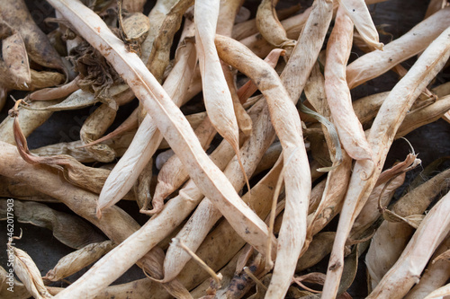 dry bean pods