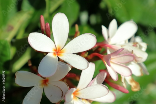 Flowers of Hawaii
